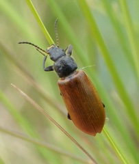 Megischia curvipes