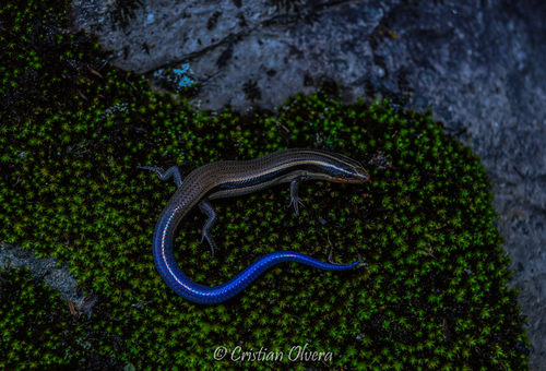 Oak Forest Skink