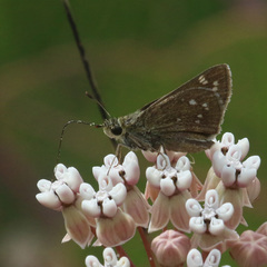 Hesperia attalus