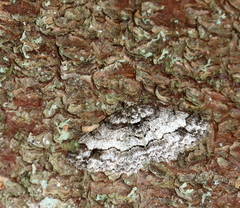 Paradarisa consonaria