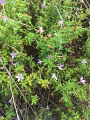 Chaenostoma integrifolium