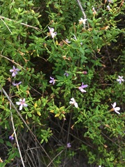 Chaenostoma integrifolium