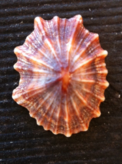 Siphonaria atra