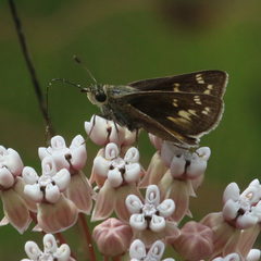 Hesperia attalus