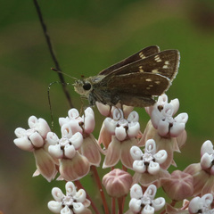Hesperia attalus