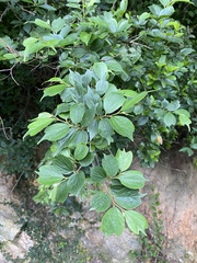 Celtis biondii