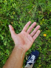 Eragrostis elliottii