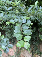 Celtis biondii