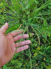 Eragrostis elliottii