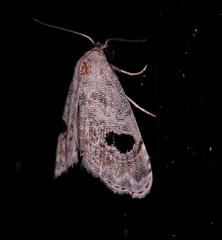 Abablemma duomaculata