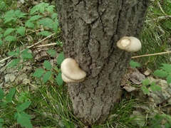 Pleurotus calyptratus