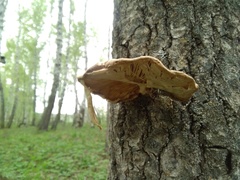Pleurotus calyptratus