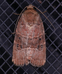 Elaphria fuscimacula