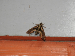 Hemeroplanes ornatus