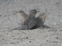 Campylorhynchus turdinus