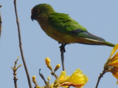 Eupsittula aurea