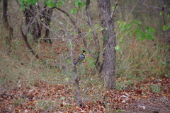 Trachyphonus vaillantii vaillantii
