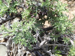 Ursinia pilifera