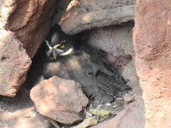 Pulsatrix perspicillata