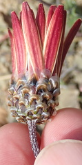 Ursinia pilifera