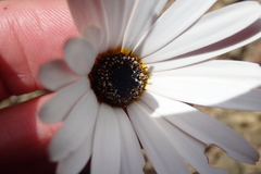 Ursinia pilifera