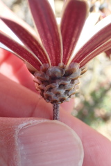 Ursinia pilifera