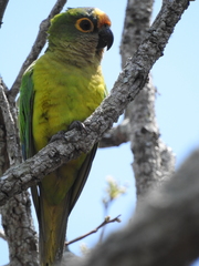 Eupsittula aurea
