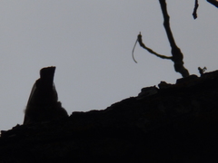 Sitta europaea