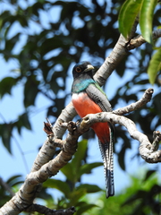 Trogon curucui