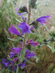 Echium vulgare