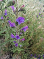 Echium vulgare