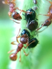 Myrmica