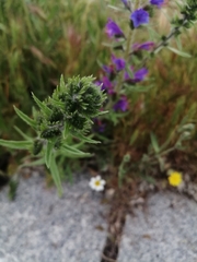 Echium vulgare