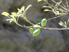 Sideroxylon capiri tempisque