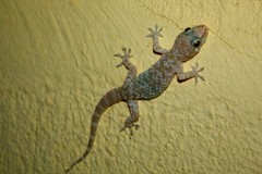 Hemidactylus turcicus