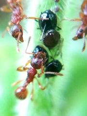 Myrmica