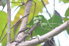 Ipomoea salsettensis