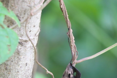 Ipomoea salsettensis
