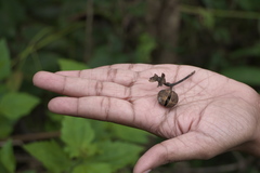 Ipomoea salsettensis
