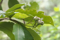 Ipomoea salsettensis