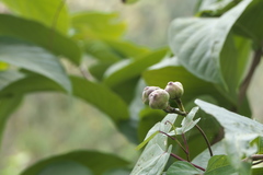 Ipomoea salsettensis