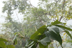 Ipomoea salsettensis