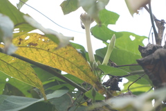 Ipomoea salsettensis