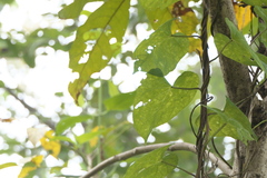 Ipomoea salsettensis