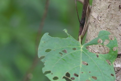 Ipomoea salsettensis