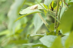 Ipomoea salsettensis