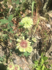 Trifolium reflexum
