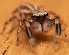 Marpissa lineata