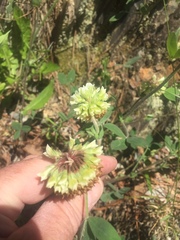 Trifolium reflexum