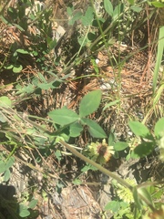 Trifolium reflexum